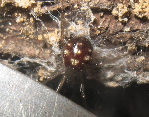 Steatoda grossa
